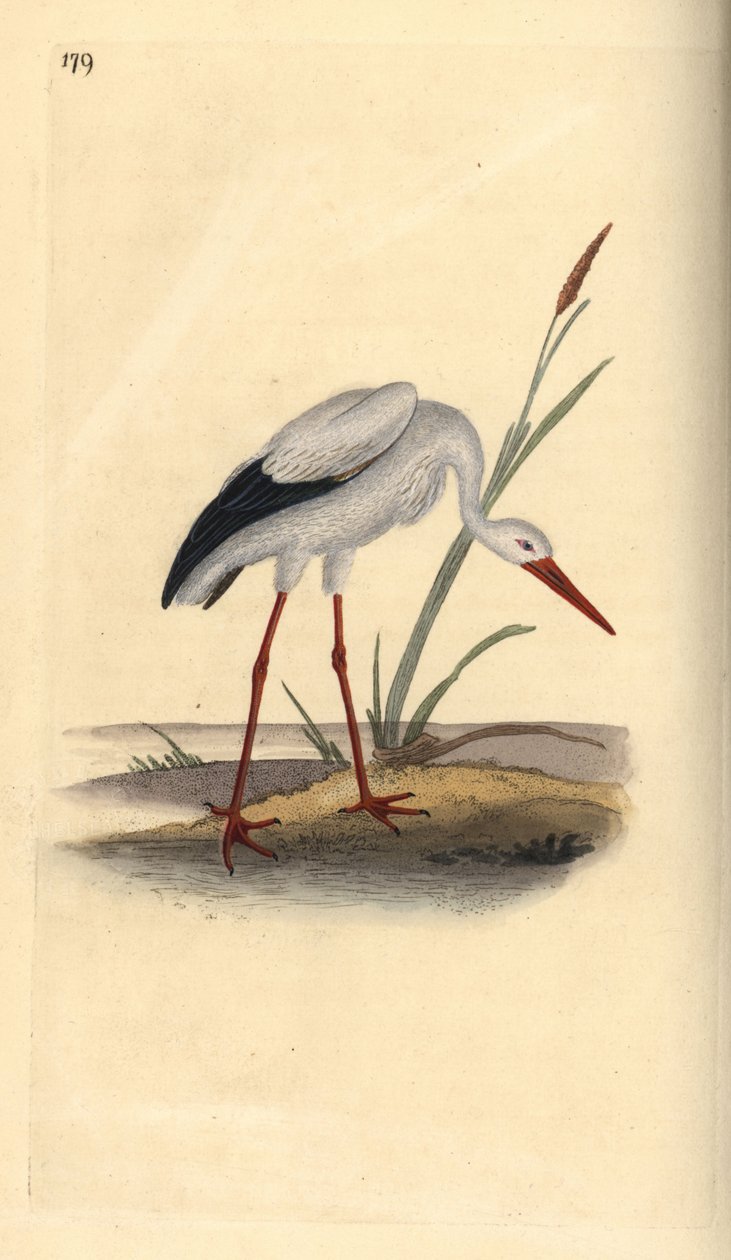 Weißstorch, Ciconia ciconia. Handkolorierte Kupferstichzeichnung und -gravur von Edward Donovan aus seinem eigenen „Natural History of British Birds“, London von Edward Donovan