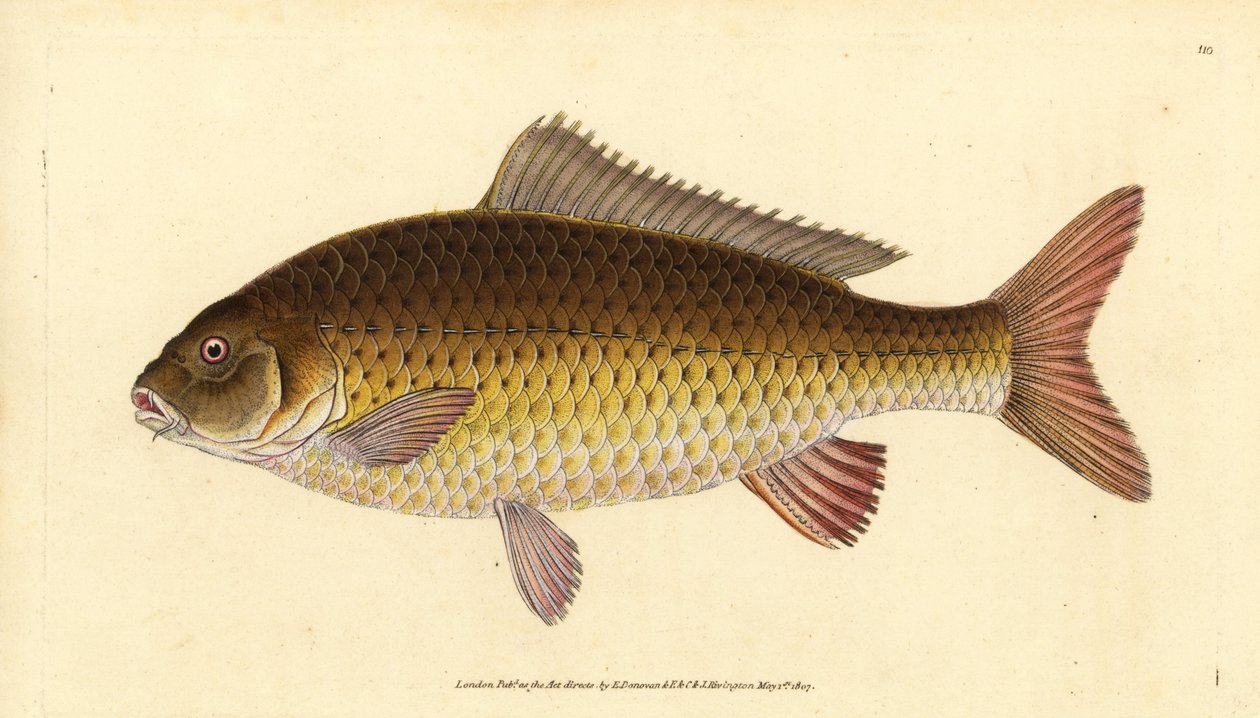 Wilder Karpfen, Cyprinus carpio. Gefährdet. Handkolorierte Kupferplatte gezeichnet und graviert von Edward Donovan aus seiner Naturgeschichte der britischen Fische, Donovan und F.C. und J. Rivington, London von Edward Donovan