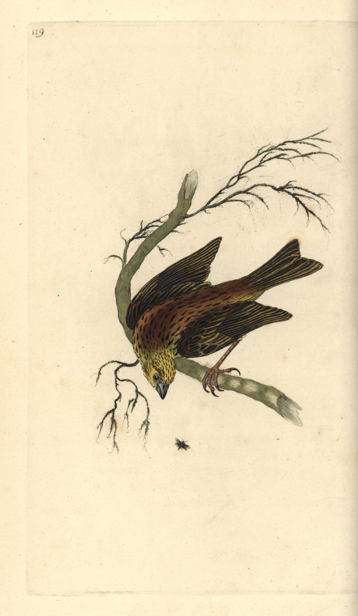 Goldammer, Emberiza citrinella. Handkolorierte Kupferplatte von Edward Donovan aus seinem eigenen „Natural History of British Birds“ von Edward Donovan