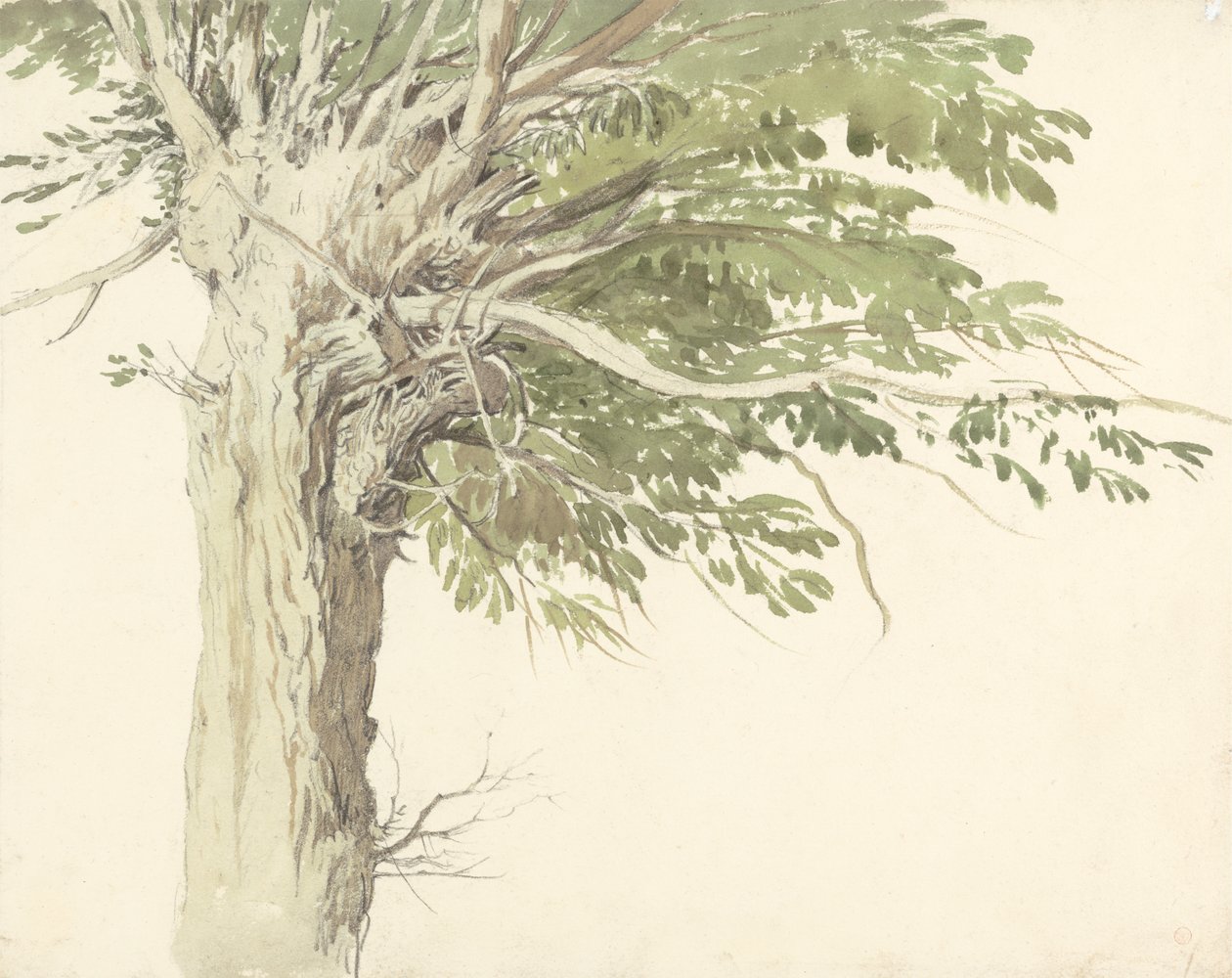 Studie eines beschnittenen Baums - eine Weide von Edward Duncan