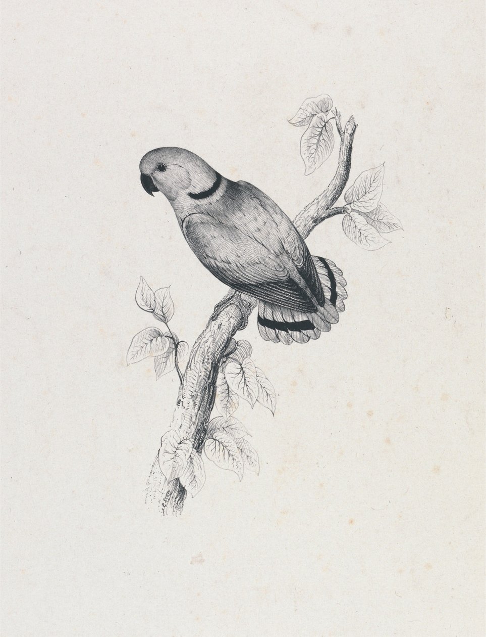 Swinderns Sittich (Tafel 42) von Edward Lear