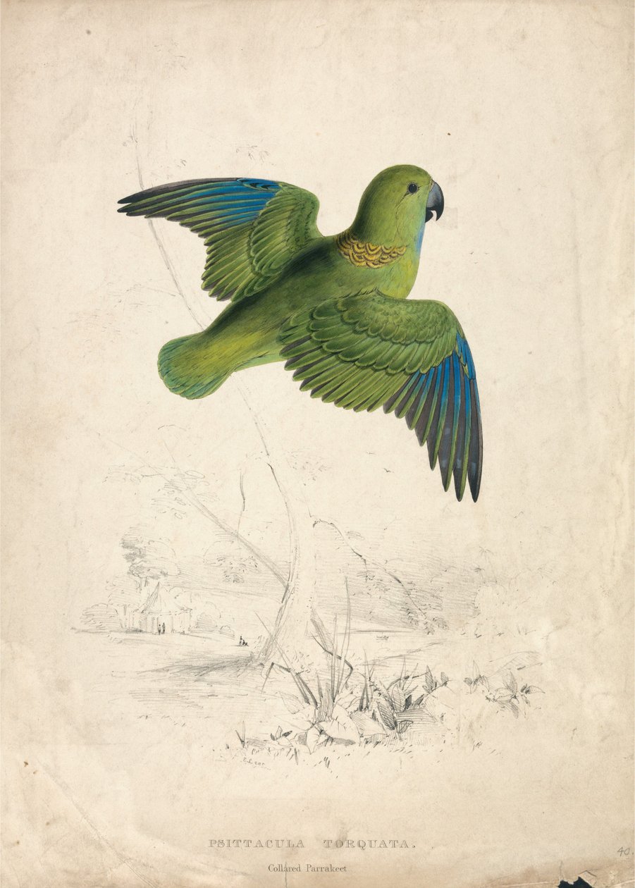 Halsbandsittich (Tafel 40) von Edward Lear