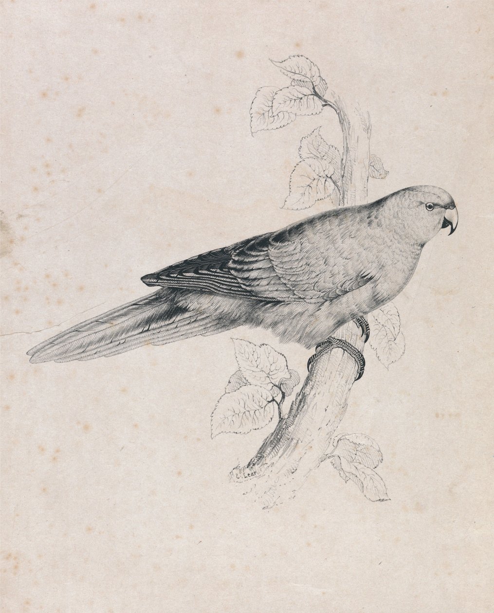 Pazifischer Sittich (Tafel 26) von Edward Lear