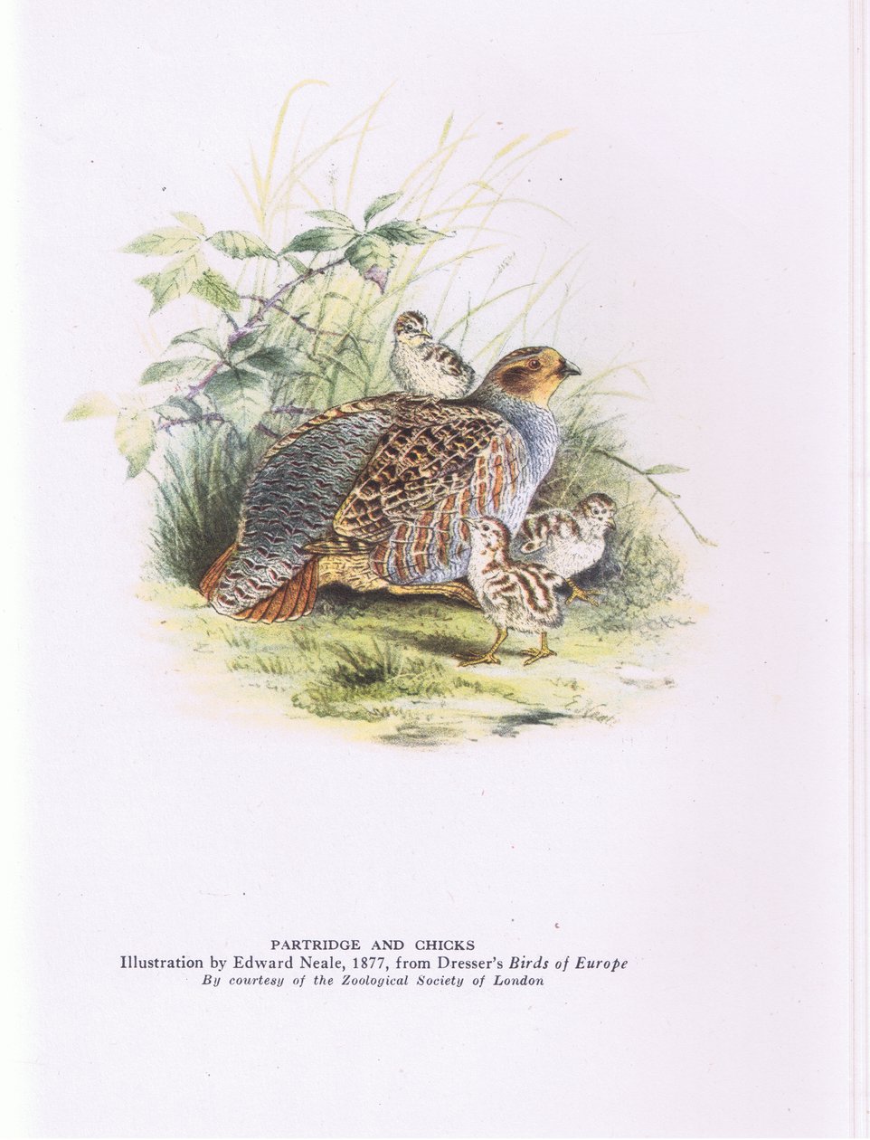 Rebhuhn und Küken, Natur in Großbritannien von Edward Neale