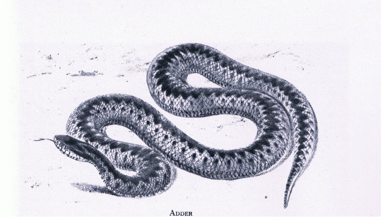 Kreuzotter, Nature in Britain, veröffentlicht von Collins von Edward William (after) Cooke