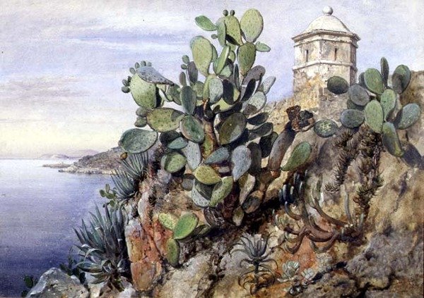 Kaktus Opuntia, Monaco von Edward William Cooke