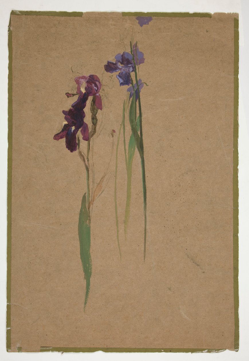 Studie von Schwertlilien von Edwin Austin Abbey