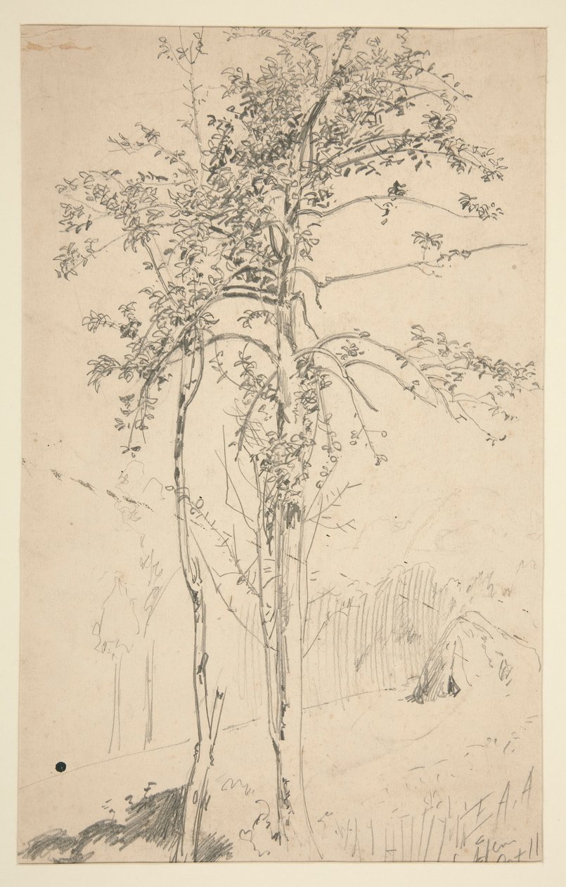 Studie von zwei Bäumen von Edwin Austin Abbey