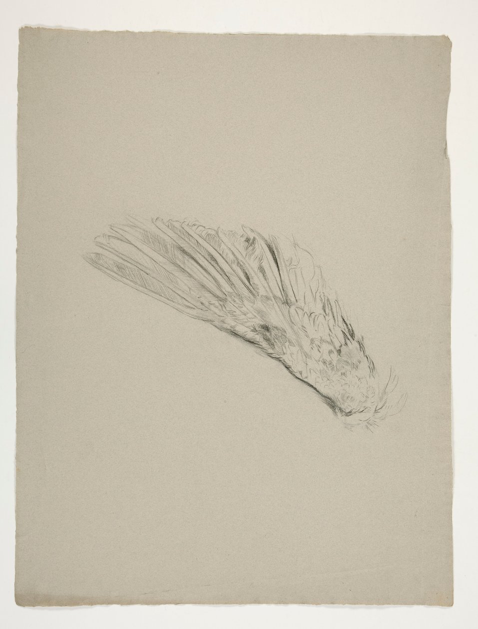 Studie eines Flügels für die Kindheit von Galahad, aus der Suche nach dem Heiligen Gral (eine Serie von fünfzehn Gemälden für die Boston Public Library, abgeschlossen 1901) von Edwin Austin Abbey