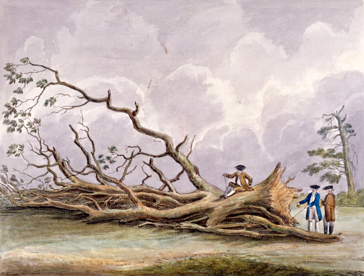 Bäume beschädigt durch einen Sturm am 15. Oktober, Roehampton, London von Edwin Edwards