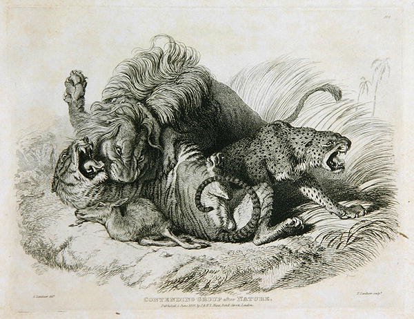 Kämpfende Gruppe nach der Natur, Tafel 6 aus Zwanzig Gravuren von Löwen, Tigern, Panthern & Leoparden... graviert von Thomas Landseer (1795-1880) 1823 von Edwin after Landseer