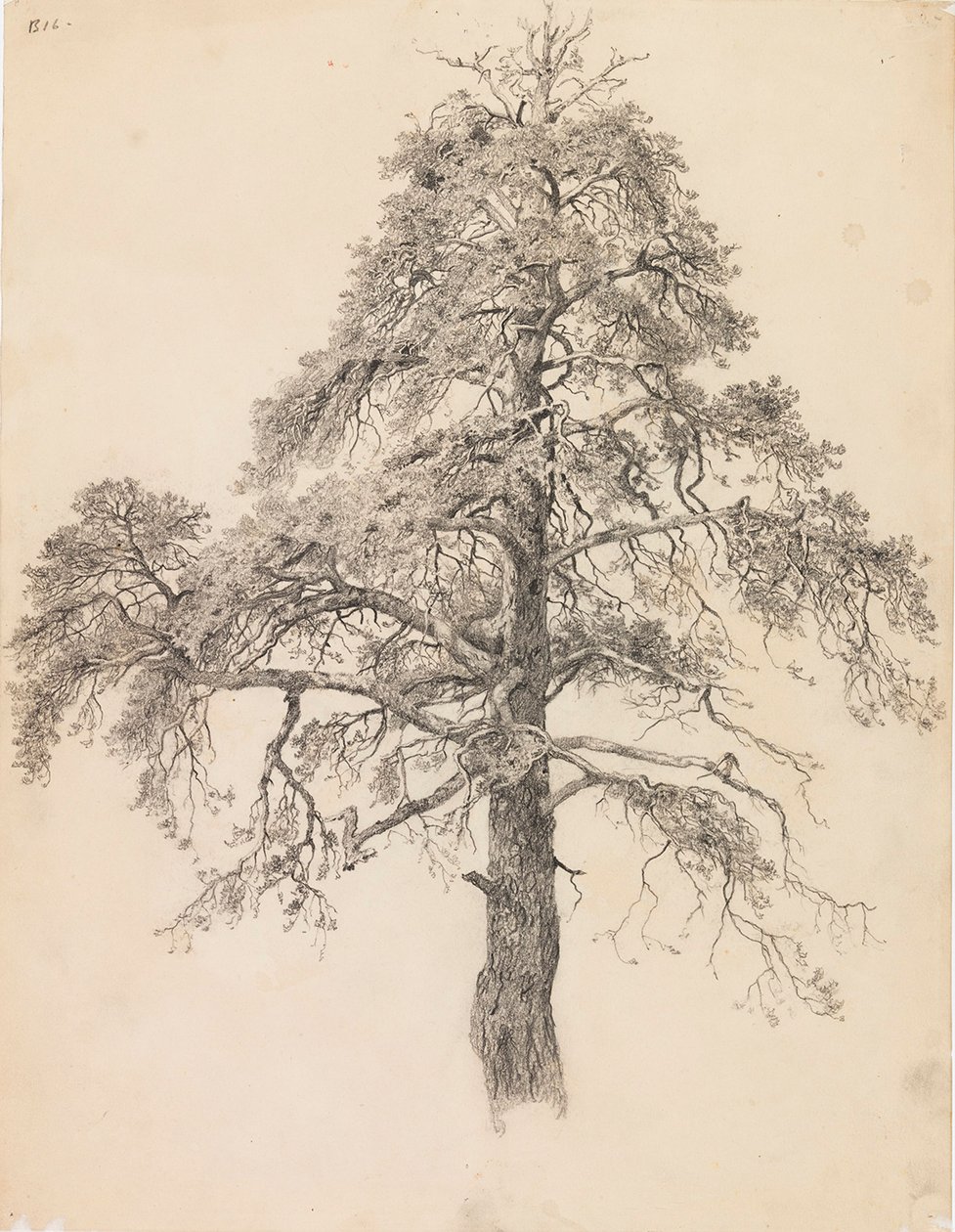 Kiefernwipfel von Eero Järnefelt