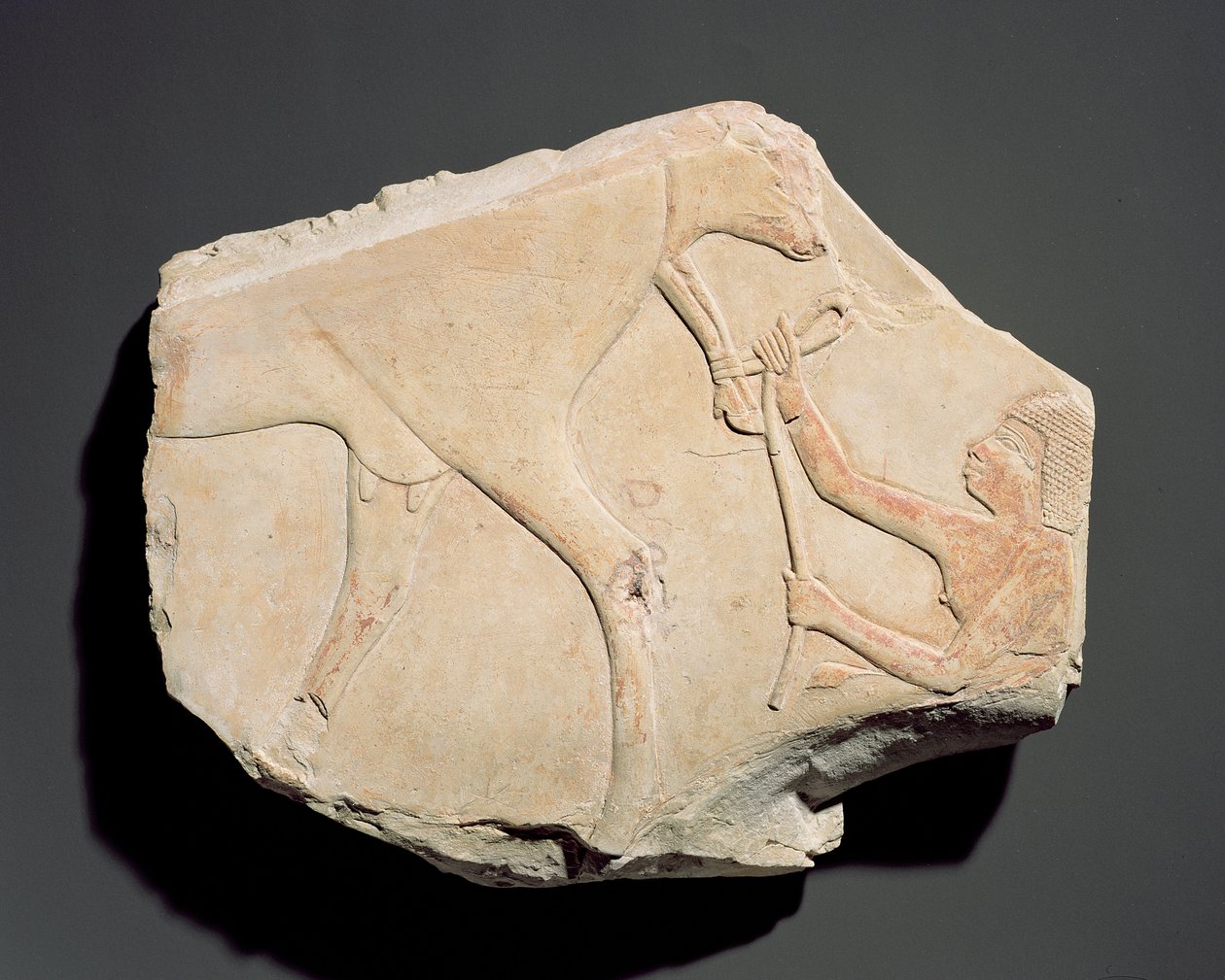Fragment eines Reliefs, das die Geburt eines Kalbes darstellt, aus Asasif, Theben, Dritte Zwischenzeit von Egyptian