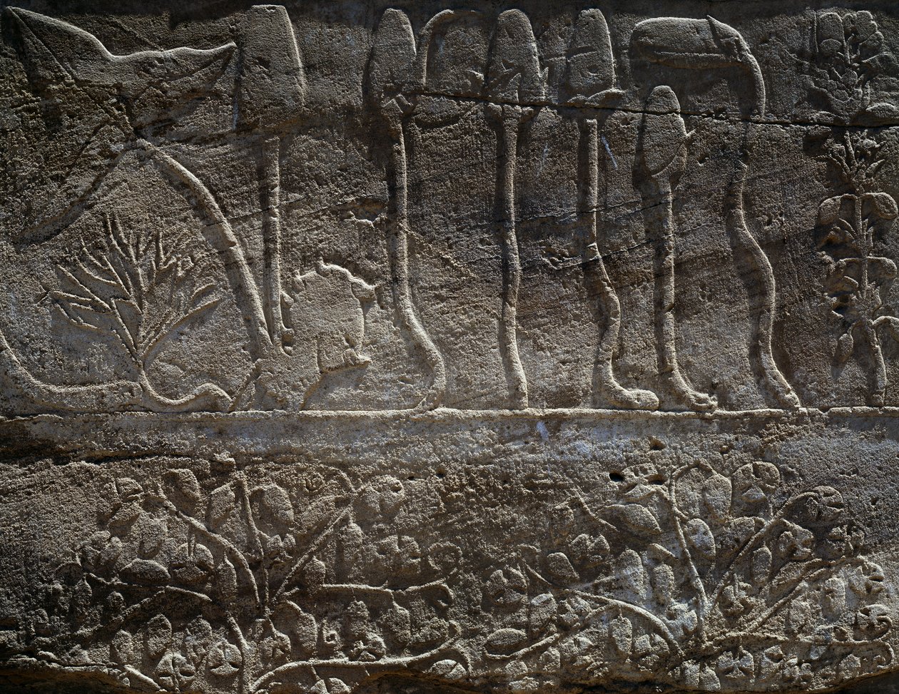 Pflanzen, die von der Expedition Thutmosis III. in Syrien im Jahr 1465 v. Chr. zurückgebracht wurden, Detail eines Reliefs, Halle des sogenannten Botanischen Gartens, Tempel des Amun, Karnak-Tempelkomplex, ägyptische Zivilisation, Neues Reich, 18. Dynastie von Egyptian 18th Dynasty