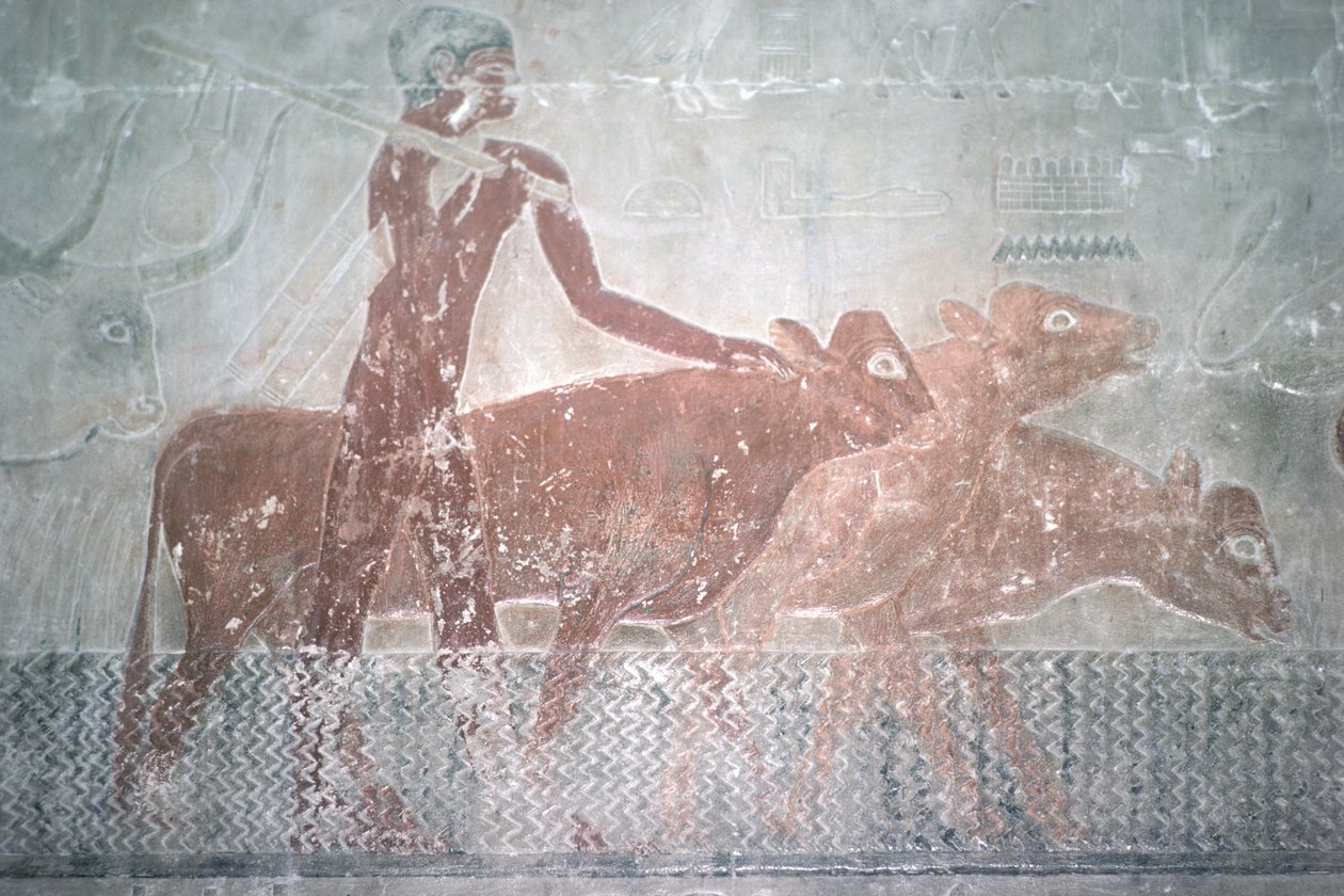 Rinder, die einen Kanal in der Mastaba-Kapelle von Ti durchqueren, Altes Reich von Egyptian 5th Dynasty