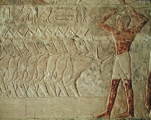 Relief, das einen Treiber zeigt, der eine Gruppe von Rindern antreibt, aus der Mastaba von Mereruka, Altes Reich von Egyptian 6th Dynasty Egyptian 6th Dynasty