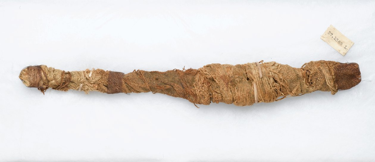 Krokodilmumie, gefunden in Manfalont, 305 v. Chr.-30 v. Chr. von Egyptian School