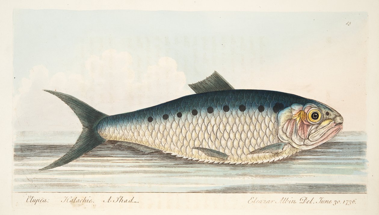 Der Maifisch, aus Eine Abhandlung über Fische und Fischteiche, veröffentlicht 1832 von Eleazar Albin