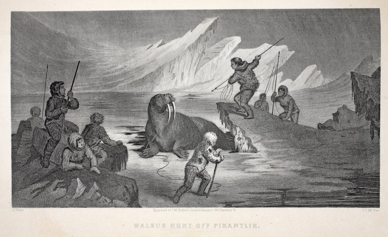 Walrossjagd vor Pikantlik, Illustration aus 