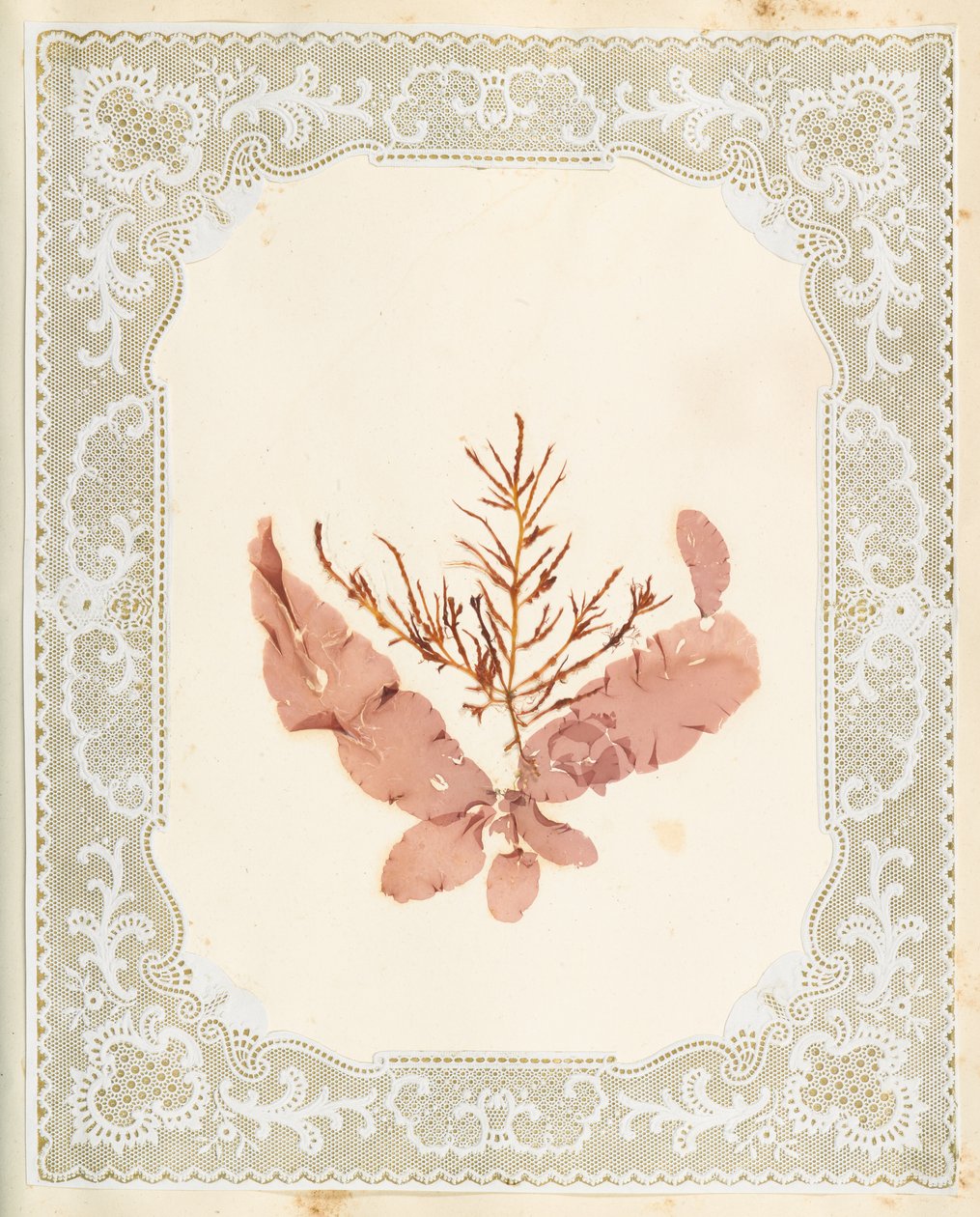 Seetang von Eliza A. Jordson