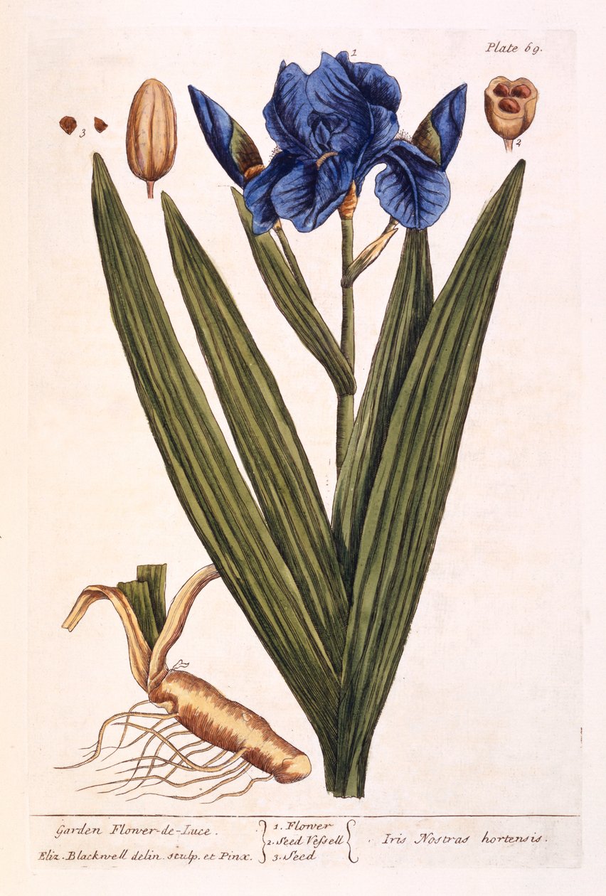 Iris, Tafel 69 aus 