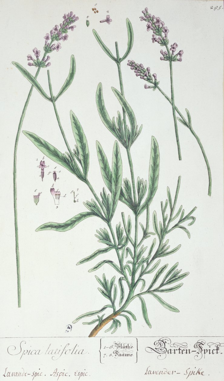 Lavendelspitze, Tafel aus 