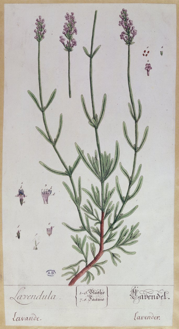 Lavendel, Platte aus 