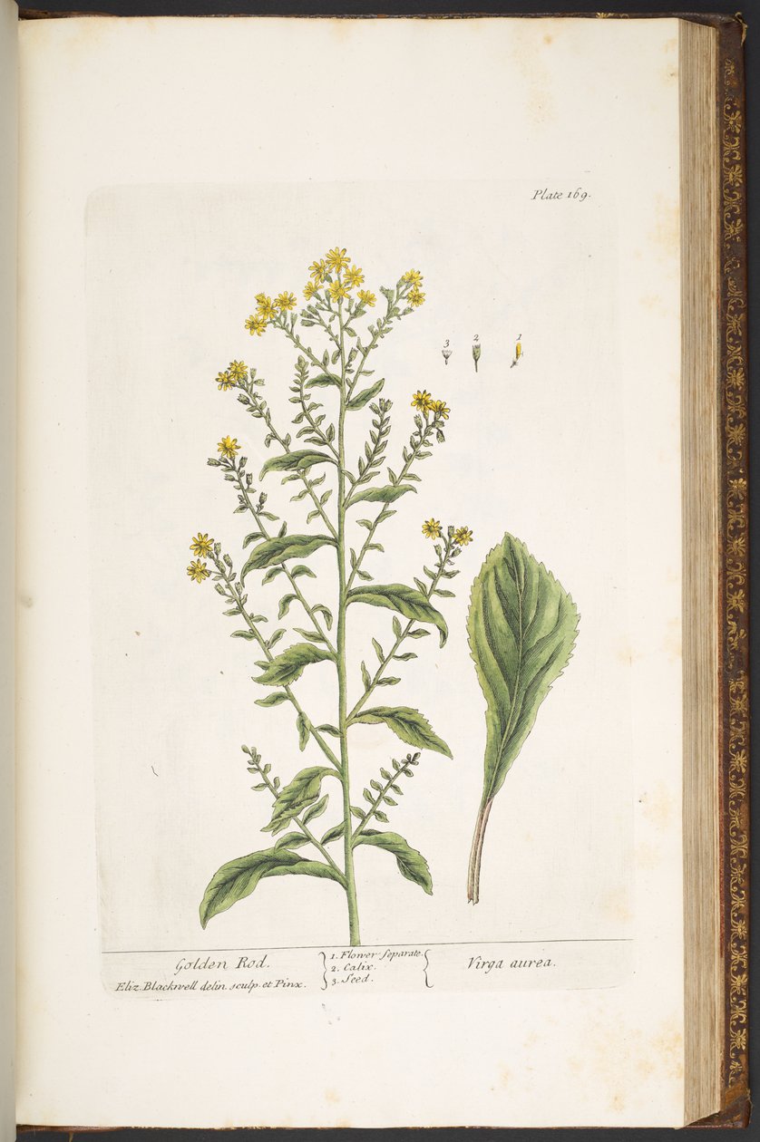 Tafel 169, Goldrute, aus 