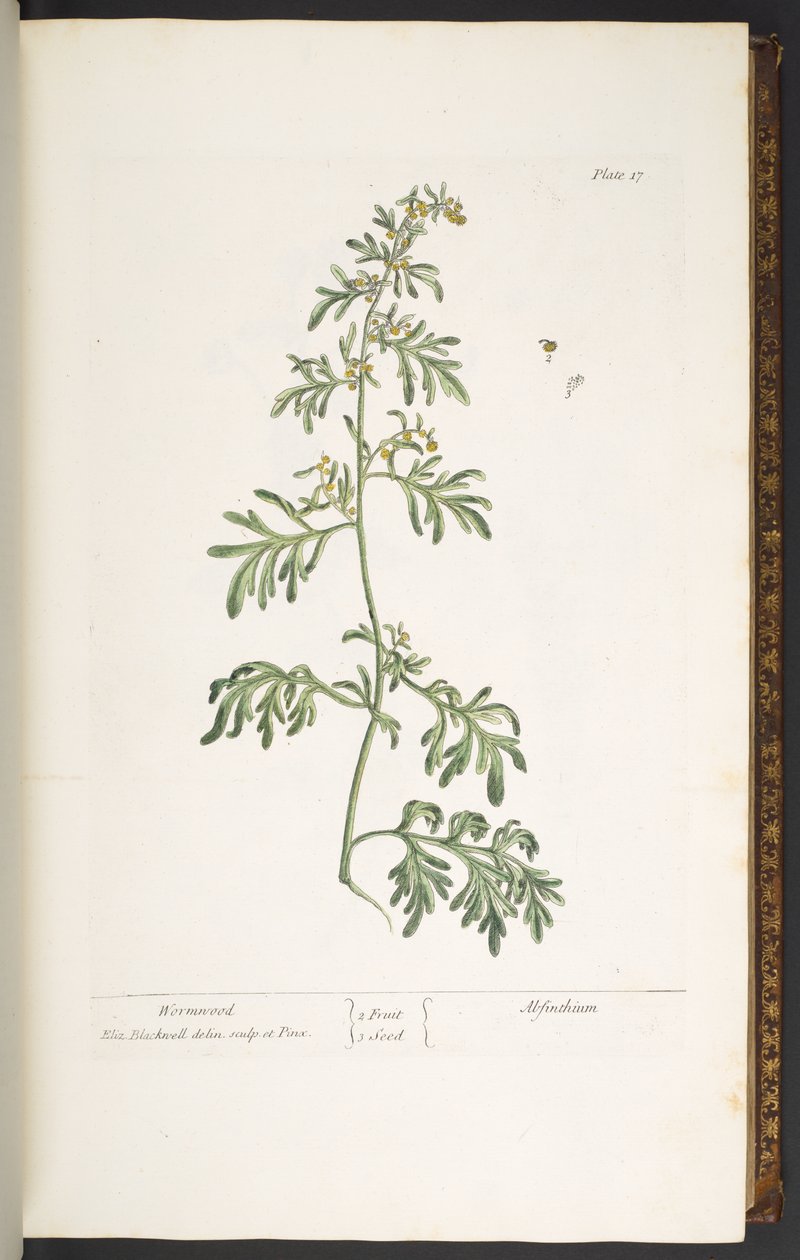 Tafel 17, Wermut, aus 