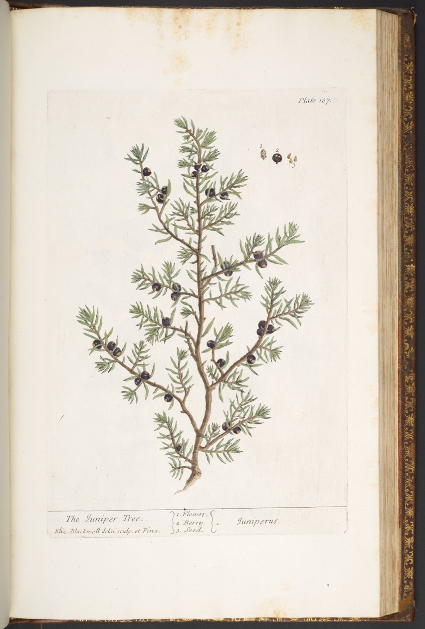 Tafel 187, Der Wacholderbaum, aus 