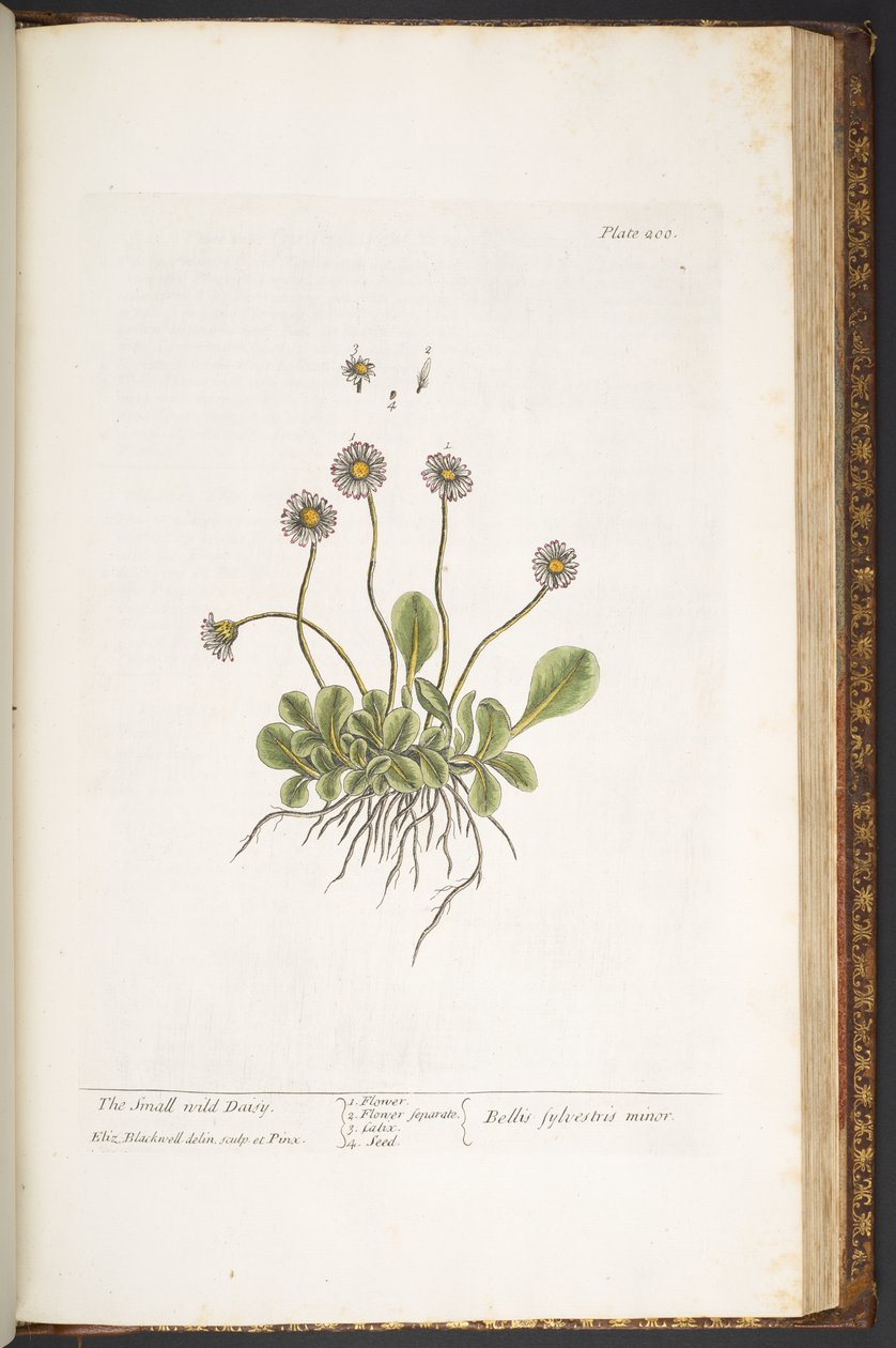 Tafel 200, Kleine Wilde Gänseblümchen, aus 