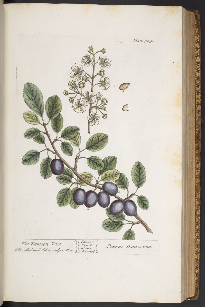 Tafel 305, aus 