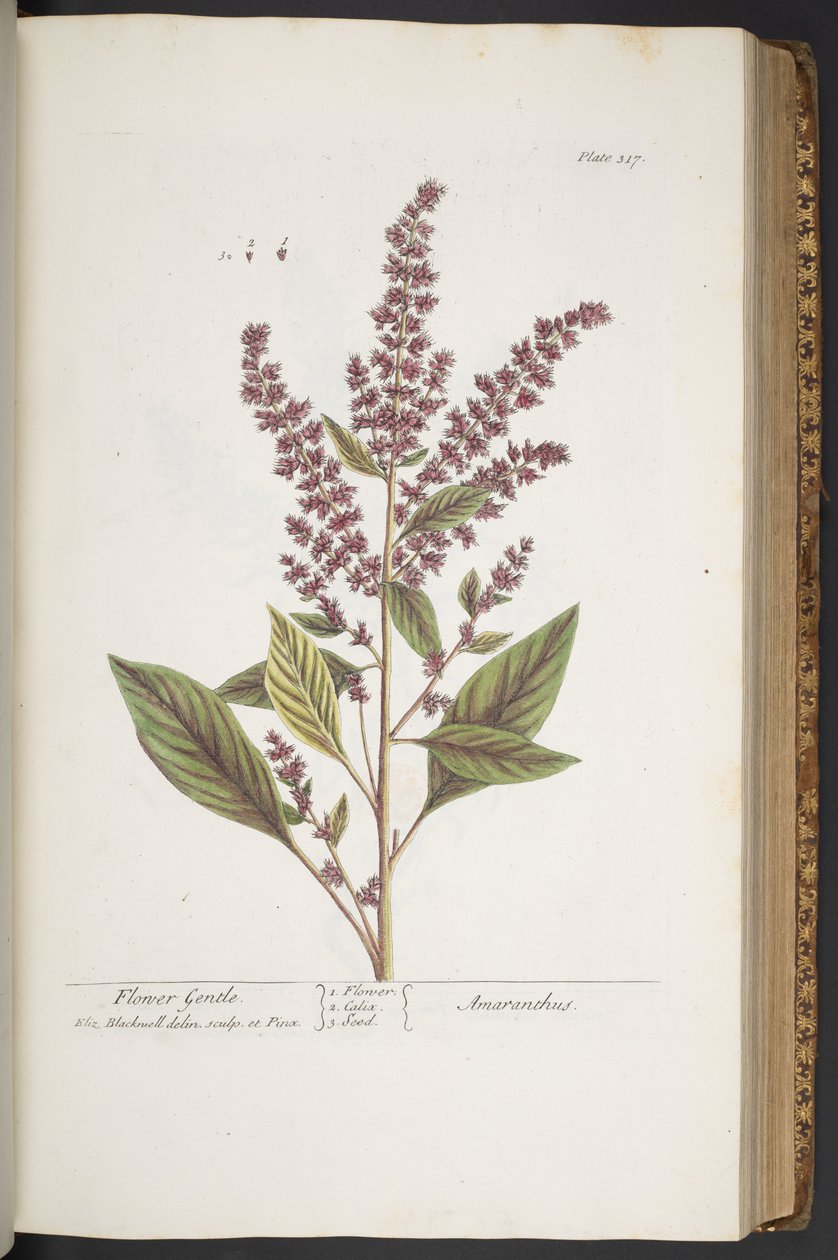 Tafel 317, Flower Gentle, oder Amaranthus, aus 
