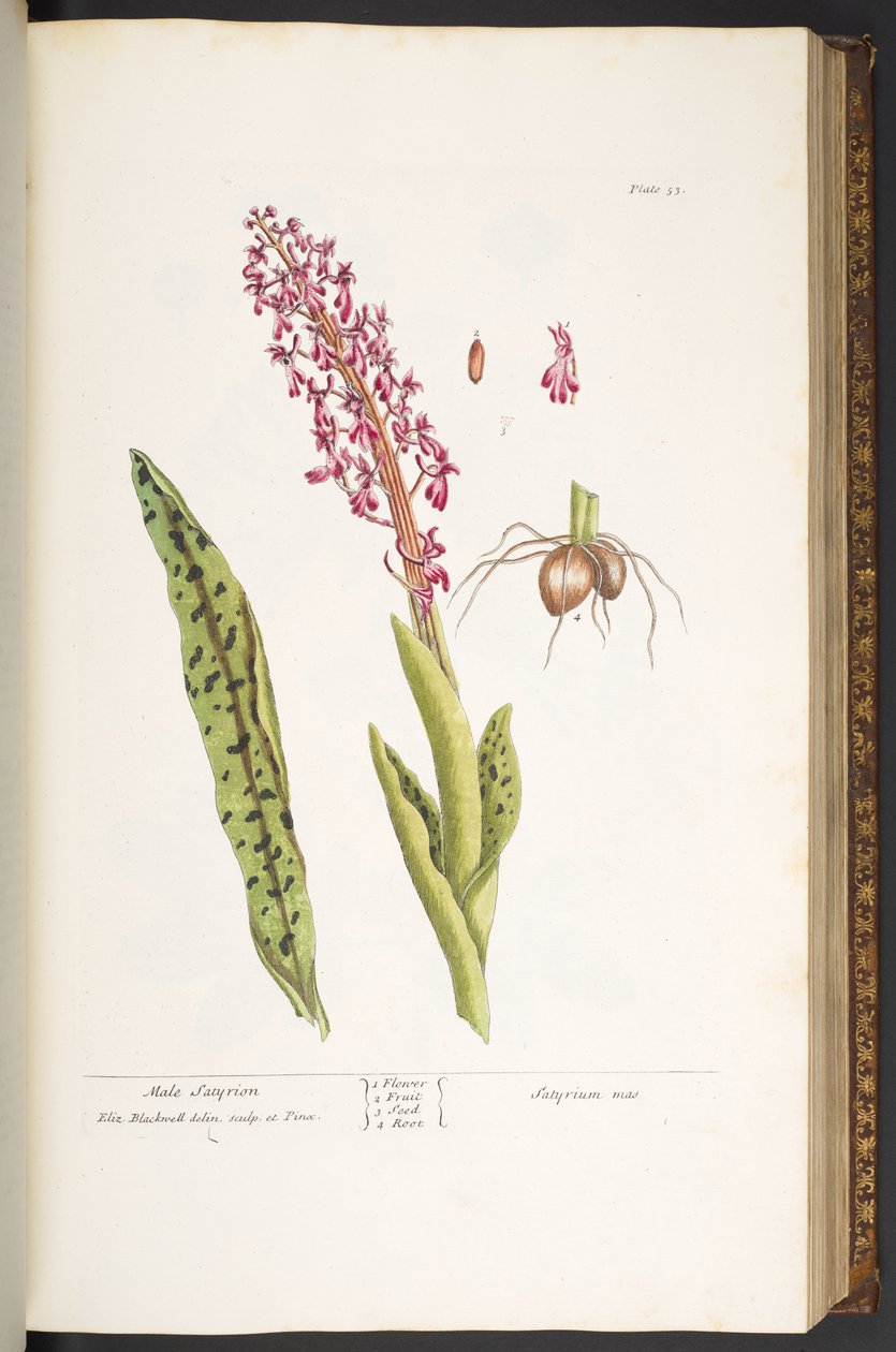 Tafel 53, Männliches Satyrion, aus 