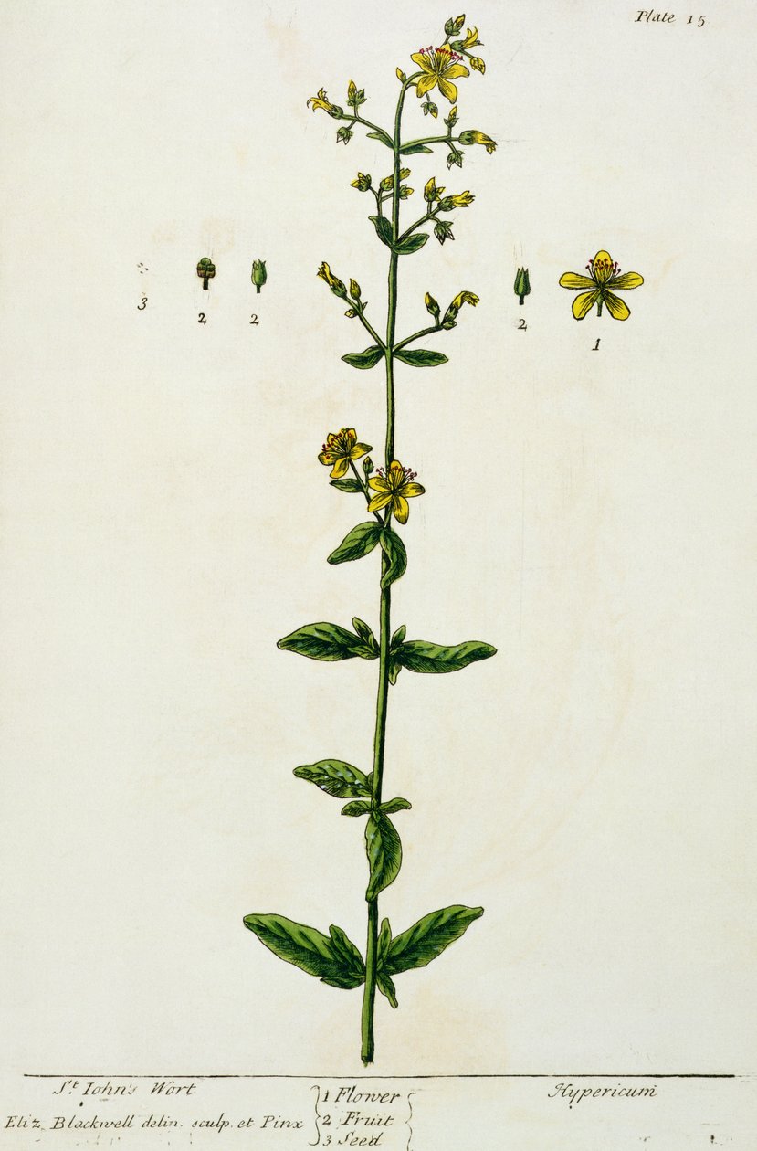 Johanniskraut, Tafel 15 aus 