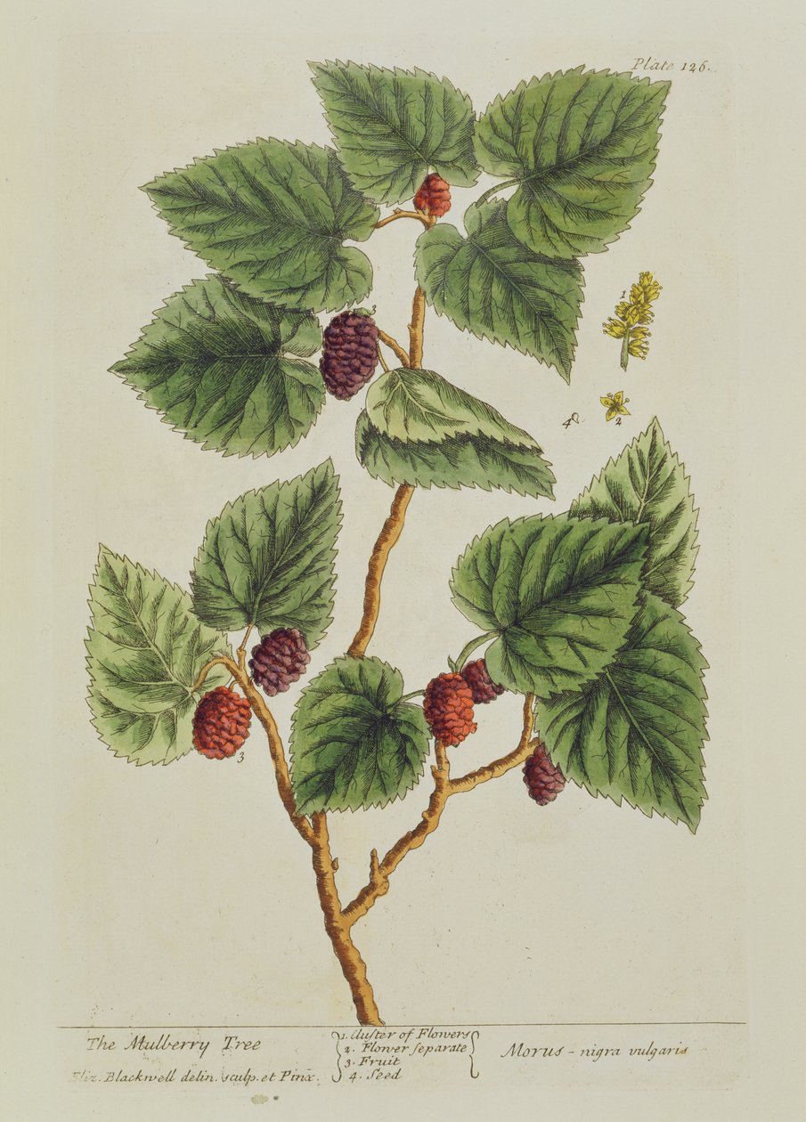 Der Maulbeerbaum, Tafel 126 aus 