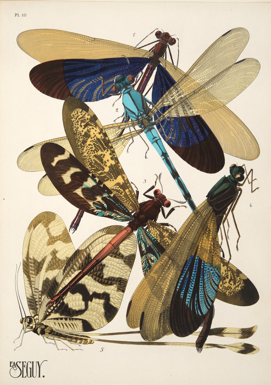 Tafel 10 aus Insekten, veröffentlicht in den 1930er Jahren von Émile Allain Séguy