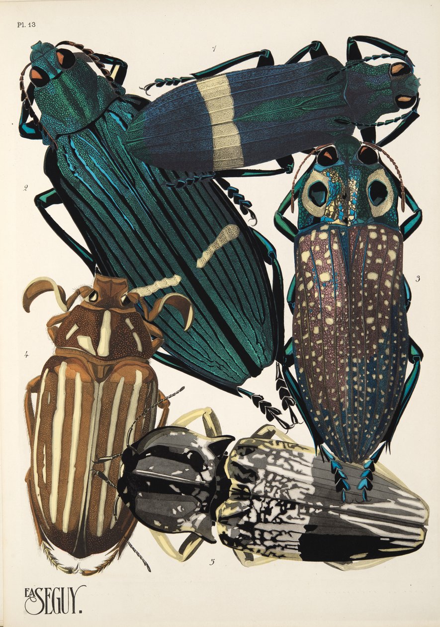 Tafel 13 aus Insekten, veröffentlicht in den 1930er Jahren von Émile-Allain Séguy