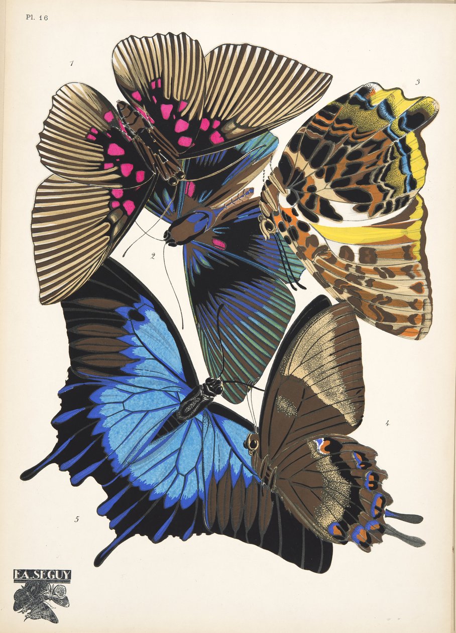 Platte 16, aus Papillons, veröffentlicht 1925 von Émile Allain Séguy