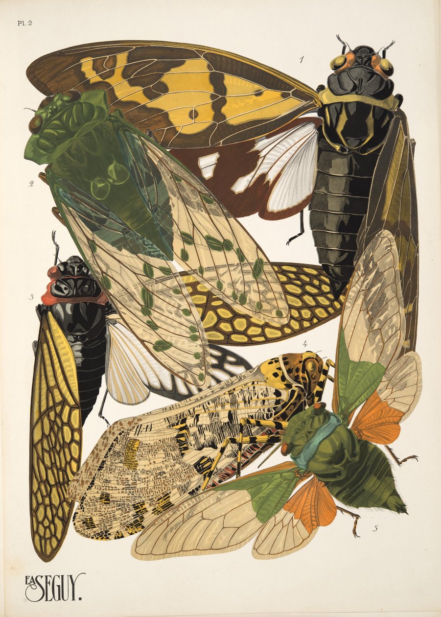 Tafel 2 aus Insekten, veröffentlicht in den 1930er Jahren von Émile Allain Séguy