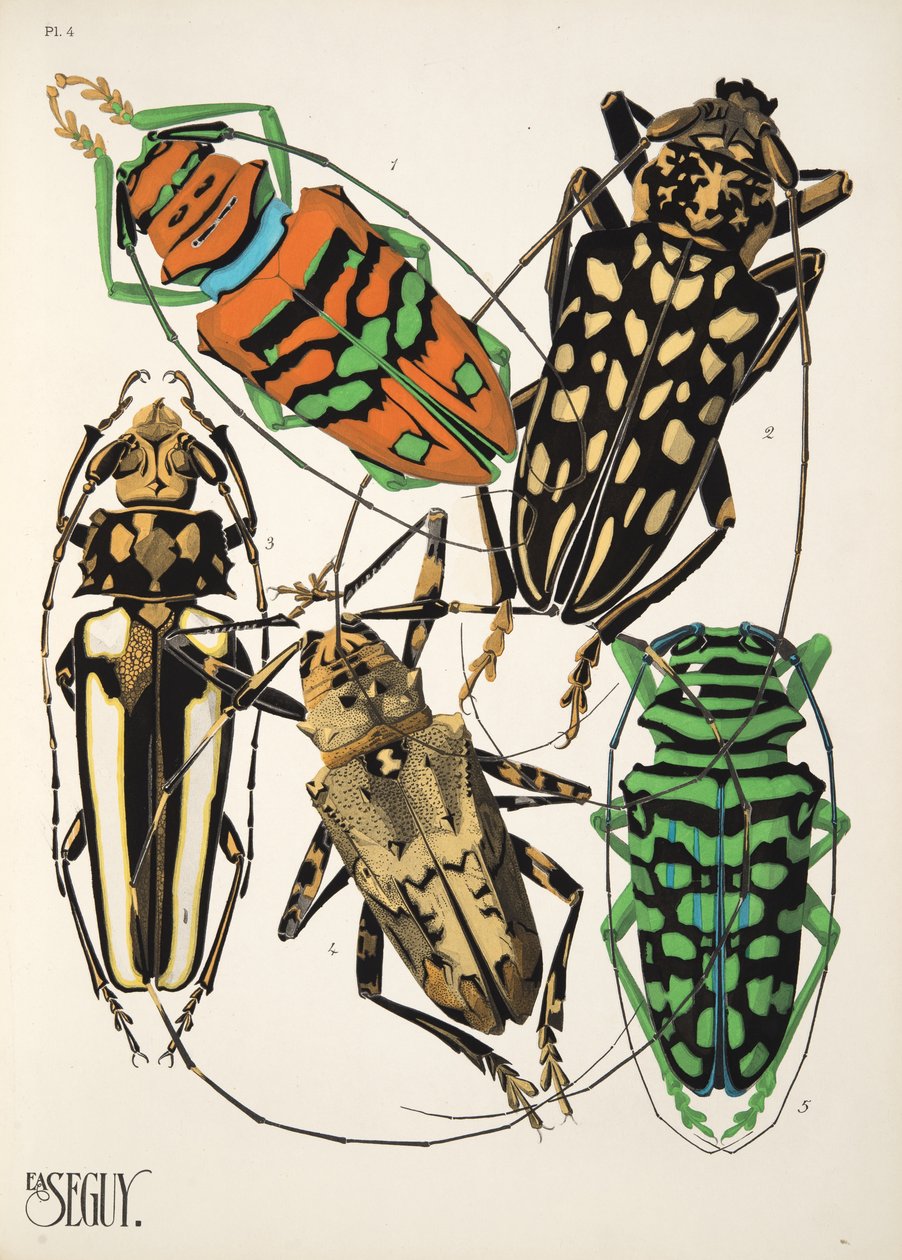 Tafel 4 aus Insectes, veröffentlicht in den 1930er Jahren von Émile Allain Séguy