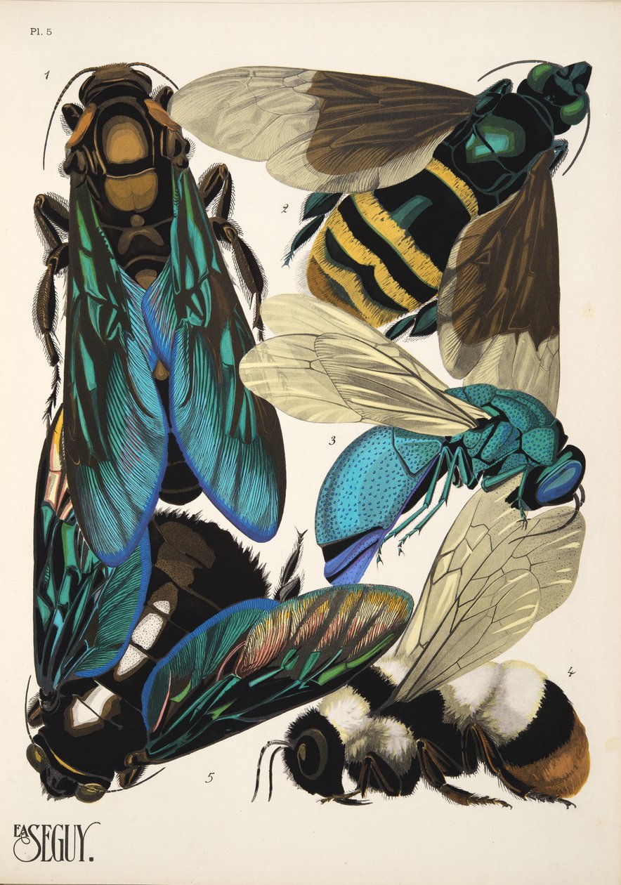 Tafel 5 aus Insectes, veröffentlicht in den 1930er Jahren von Émile-Allain Séguy