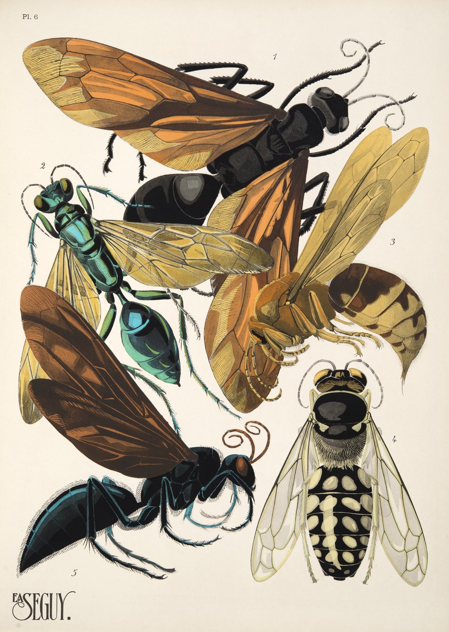 Tafel 6 aus Insectes, veröffentlicht in den 1930er Jahren von Émile Allain Séguy