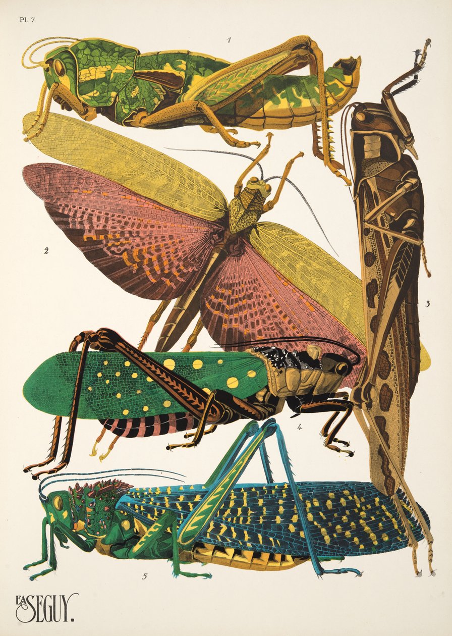 Tafel 7 aus Insectes, veröffentlicht in den 1930er Jahren von Émile Allain Séguy
