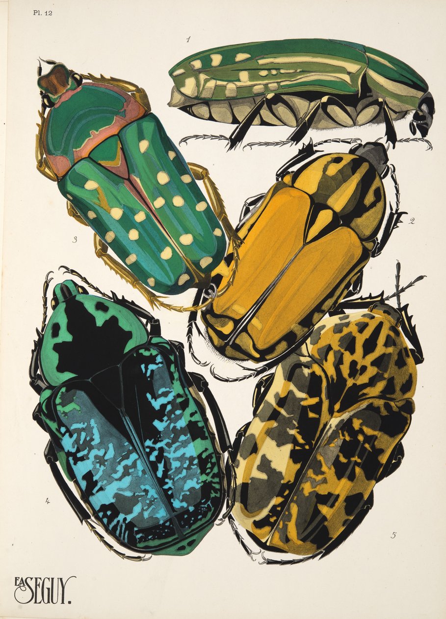 Tafel 12 aus Insekten, veröffentlicht in den 1930er Jahren von Émile Allain Séguy