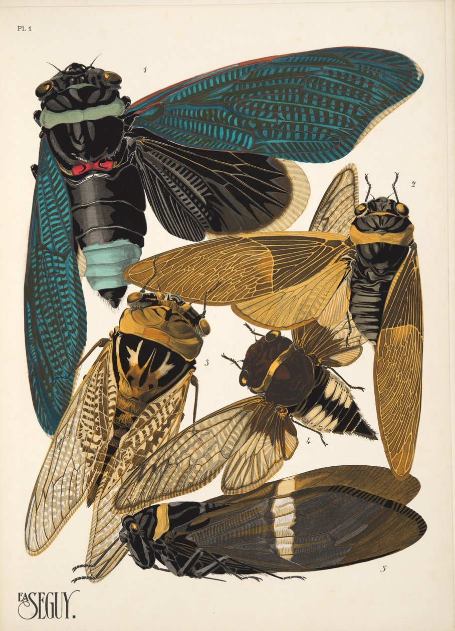 Tafel 1 aus Insekten, veröffentlicht in den 1930er Jahren von Émile Allain Séguy