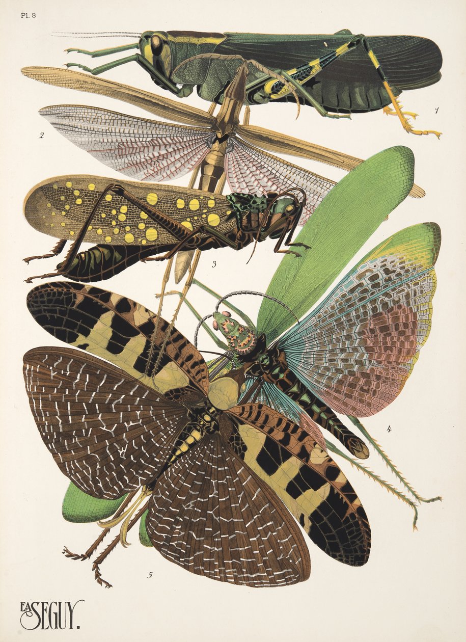 Tafel 8 aus Insekten, veröffentlicht in den 1930er Jahren von Émile Allain Séguy