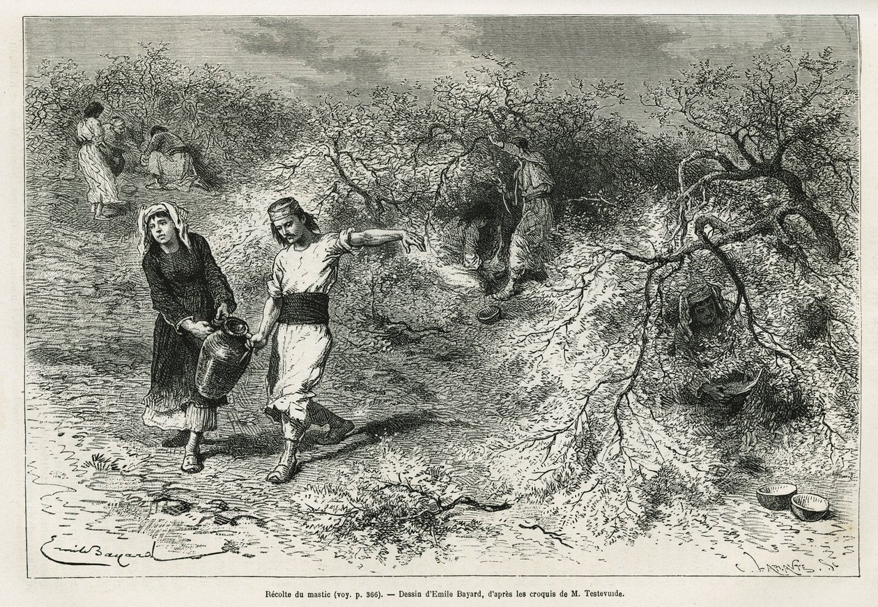 Die Sammlung von Kitt, einem weißen Harz der Lentis, während der Sommersaison, ist die Grundlage für die Herstellung eines Anislikörs, Zeichnung von Emile Bayard, zur Illustration der Geschichte „Chio Island“ (Osttürkei), 1877, von Dr. A. Testevuide. Grav von Emile Antoine Bayard