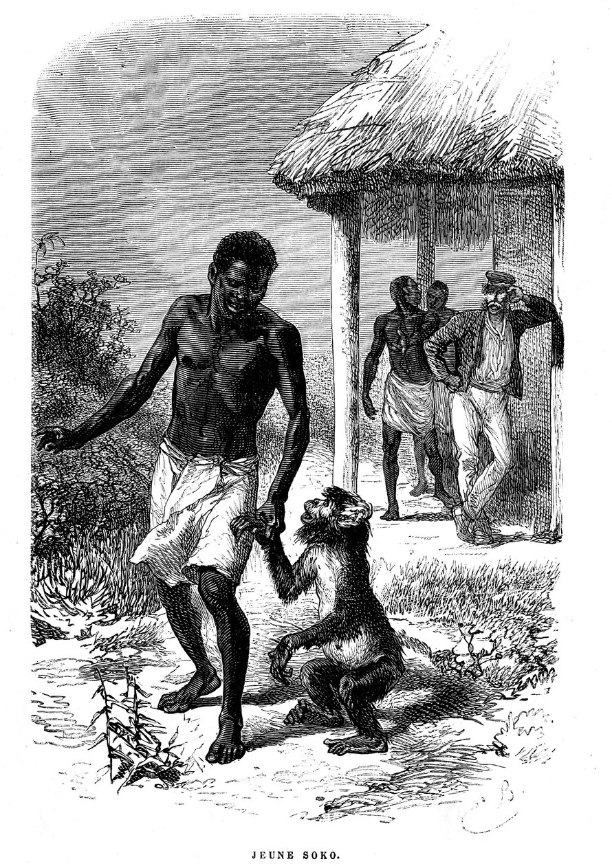Junger Soko-Affe in Afrika. Gravur von Emile Bayard (1837-1891) zur Illustration der letzten Geschichten des Entdeckers David Livingstone von Emile Antoine Bayard