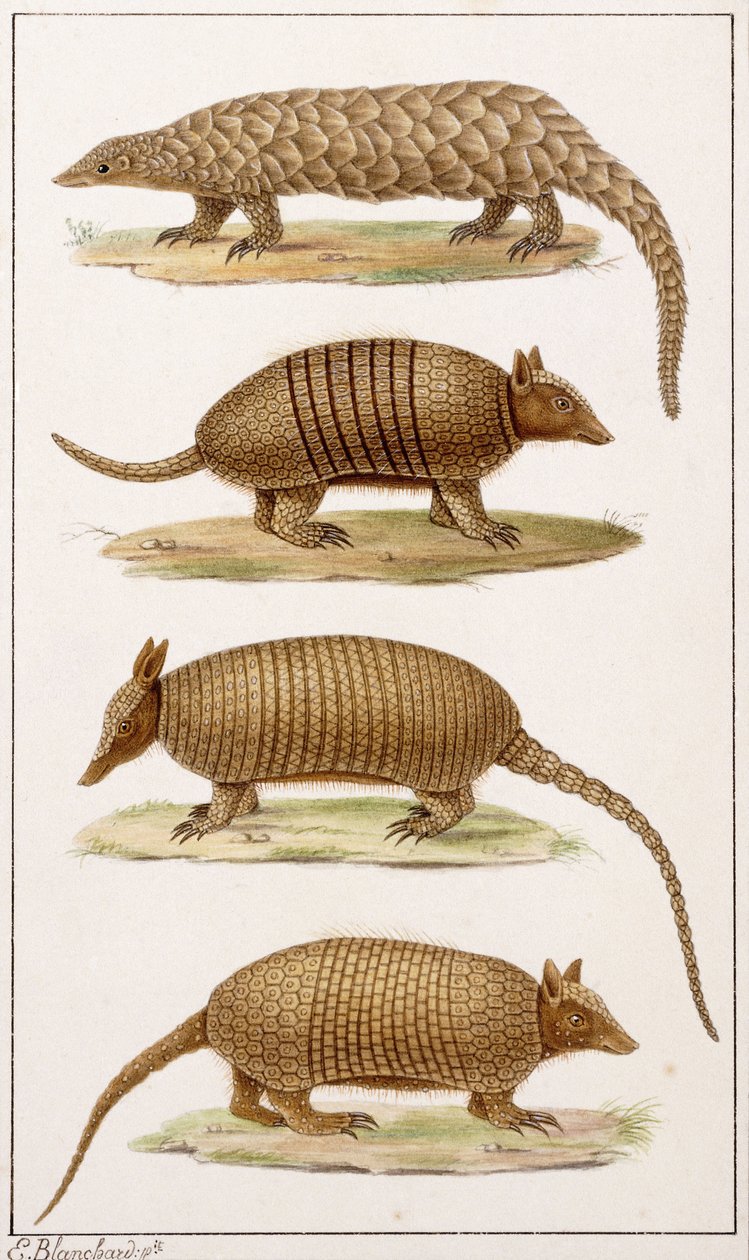 Ein Riesenameisenbär und drei Arten von Gürteltieren von Emile Theophile Blanchard